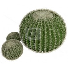 Эхинокактус (Echinocactus)