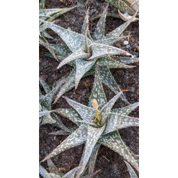 Алоэ Рауха (Aloe Rauchii)