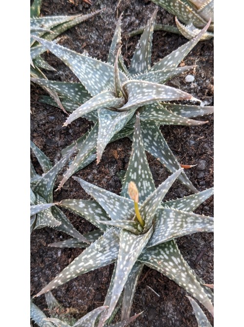 Алоэ Рауха (Aloe Rauchii)