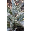Алоэ Рауха (Aloe Rauchii)
