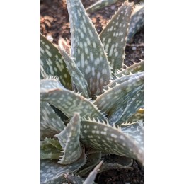 Алоэ Рауха (Aloe Rauchii)