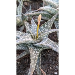 Алоэ Рауха (Aloe Rauchii)