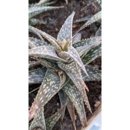 Алоэ Рауха (Aloe Rauchii)