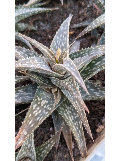 Алоэ Рауха (Aloe Rauchii)