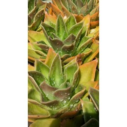 Эхеверия агавоидес культивар Рубелла (Echeveria agavoides cv. Rubella 8079, эхеверия агавоидес) 
