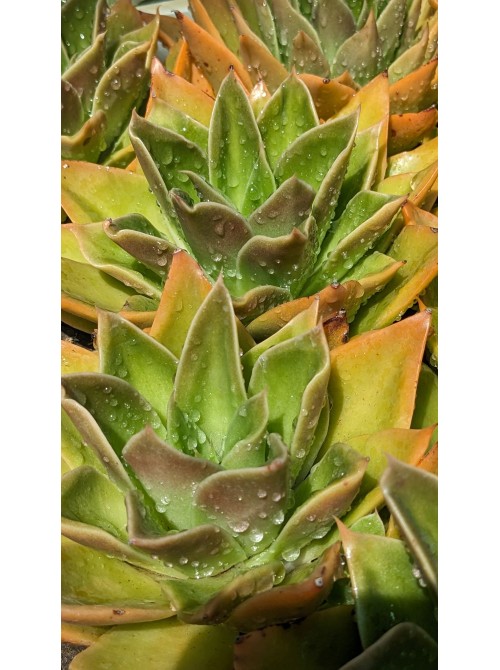 Эхеверия агавоидес культивар Рубелла (Echeveria agavoides cv. Rubella 8079, эхеверия агавоидес) 