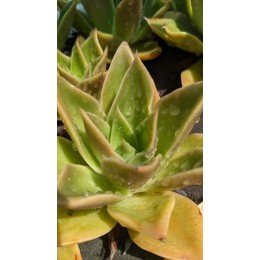 Эхеверия агавоидес культивар Рубелла (Echeveria agavoides cv. Rubella 8079, эхеверия агавоидес) 