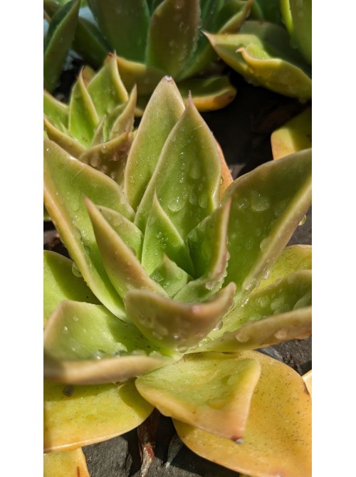 Эхеверия агавоидес культивар Рубелла (Echeveria agavoides cv. Rubella 8079, эхеверия агавоидес) 