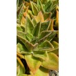 Эхеверия агавоидес культивар Рубелла (Echeveria agavoides cv. Rubella 8079, эхеверия агавоидес) 