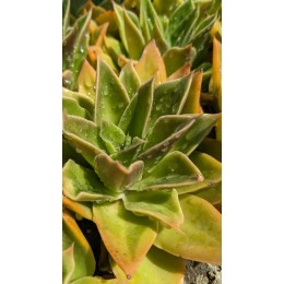 Эхеверия агавоидес культивар Рубелла (Echeveria agavoides cv. Rubella 8079, эхеверия агавоидес) 