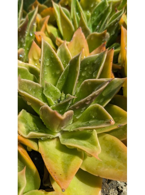 Эхеверия агавоидес культивар Рубелла (Echeveria agavoides cv. Rubella 8079, эхеверия агавоидес) 