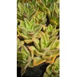 Эхеверия агавоидес культивар Рубелла (Echeveria agavoides cv. Rubella 8079, эхеверия агавоидес) 