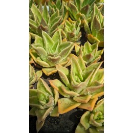 Эхеверия агавоидес культивар Рубелла (Echeveria agavoides cv. Rubella 8079, эхеверия агавоидес) 