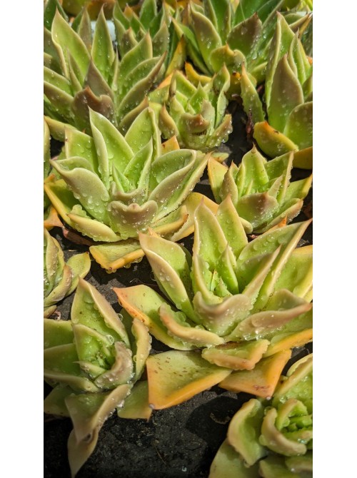 Эхеверия агавоидес культивар Рубелла (Echeveria agavoides cv. Rubella 8079, эхеверия агавоидес) 