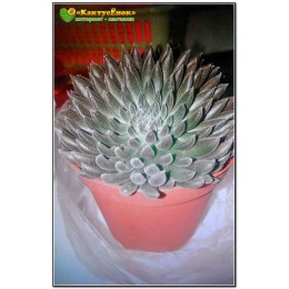 Черенок Синокрассула юннаньская (Sinocrassula yunnanensis)