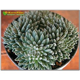 Черенок Синокрассула юннаньская (Sinocrassula yunnanensis)