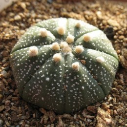 Астрофитум звёздчатый (Astrophytum asterias, Астрофитум астериас)