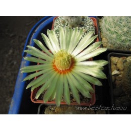 Астрофитум звёздчатый (Astrophytum asterias, Астрофитум астериас)