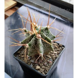 Астрофитум украшенный (Astrophytum ornatum, Астрофитум орнатум)