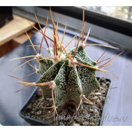 Астрофитум украшенный (Astrophytum ornatum, Астрофитум орнатум)