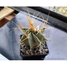 Астрофитум украшенный (Astrophytum ornatum, Астрофитум орнатум)