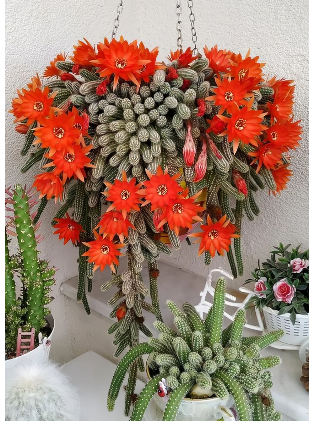 Черенок Хамецереус сильвестра (Chamaecereus silvestrii) красный цветок