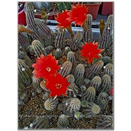 Черенок Хамецереус сильвестра (Chamaecereus silvestrii) красный цветок
