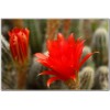 Черенок Хамецереус сильвестра (Chamaecereus silvestrii) красный цветок