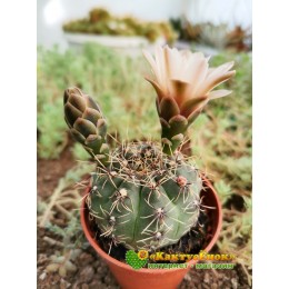 Гимнокалициум Бальда (Gymnocalycium baldianum P 127, Гимнокалициум балдианум)