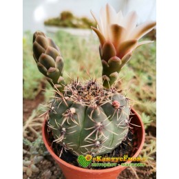 Гимнокалициум Бальда (Gymnocalycium baldianum P 127, Гимнокалициум балдианум)
