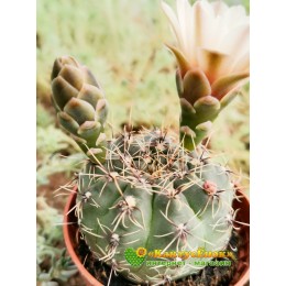 Гимнокалициум Бальда (Gymnocalycium baldianum P 127, Гимнокалициум балдианум)