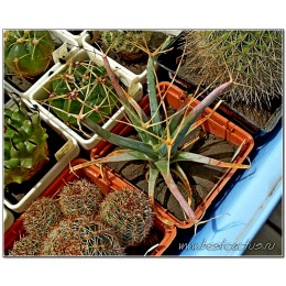 Лейхтенбергия княжеская (Leuchtenbergia principis, лейхтенбергия принципис)