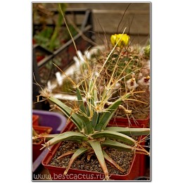 Лейхтенбергия княжеская (Leuchtenbergia principis, лейхтенбергия принципис)