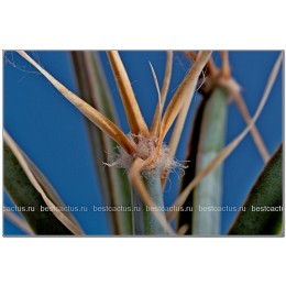 Лейхтенбергия княжеская (Leuchtenbergia principis, лейхтенбергия принципис)