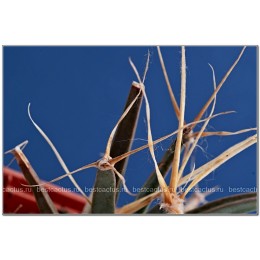 Лейхтенбергия княжеская (Leuchtenbergia principis, лейхтенбергия принципис)