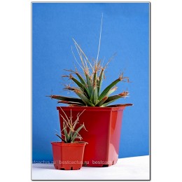 Лейхтенбергия княжеская (Leuchtenbergia principis, лейхтенбергия принципис)