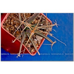 Лейхтенбергия княжеская (Leuchtenbergia principis, лейхтенбергия принципис)