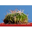 Стенокактус (Эхинофосулокактус) колючелистковый (Stenocactus phyllacanthus, Стенокактус филокантус)