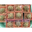 Стенокактус (Эхинофосулокактус) колючелистковый (Stenocactus phyllacanthus, Стенокактус филокантус)