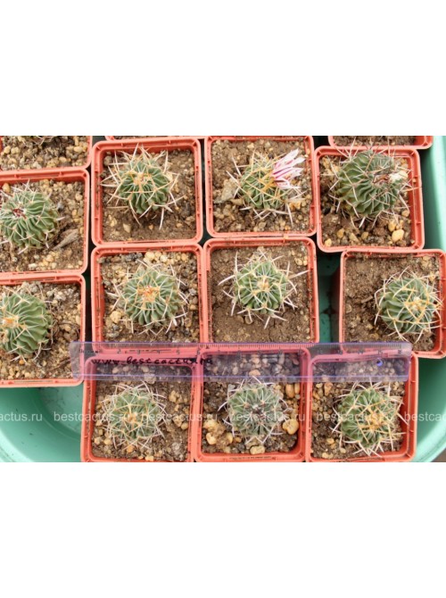 Стенокактус (Эхинофосулокактус) колючелистковый (Stenocactus phyllacanthus, Стенокактус филокантус)