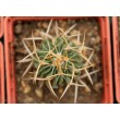 Стенокактус (Эхинофосулокактус) колючелистковый (Stenocactus phyllacanthus, Стенокактус филокантус)