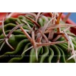 Стенокактус (Эхинофосулокактус) колючелистковый (Stenocactus phyllacanthus, Стенокактус филокантус)