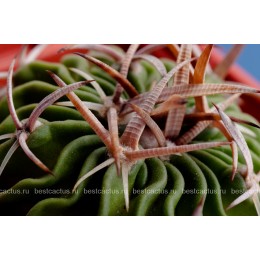 Стенокактус (Эхинофосулокактус) колючелистковый (Stenocactus phyllacanthus, Стенокактус филокантус)