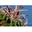 Стенокактус (Эхинофосулокактус) колючелистковый (Stenocactus phyllacanthus, Стенокактус филокантус)