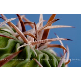 Стенокактус (Эхинофосулокактус) колючелистковый (Stenocactus phyllacanthus, Стенокактус филокантус)