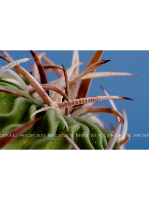 Стенокактус (Эхинофосулокактус) колючелистковый (Stenocactus phyllacanthus, Стенокактус филокантус)