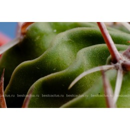 Стенокактус (Эхинофосулокактус) колючелистковый (Stenocactus phyllacanthus, Стенокактус филокантус)
