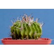 Стенокактус (Эхинофосулокактус) колючелистковый (Stenocactus phyllacanthus, Стенокактус филокантус)