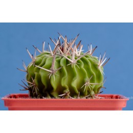 Стенокактус (Эхинофосулокактус) колючелистковый (Stenocactus phyllacanthus, Стенокактус филокантус)