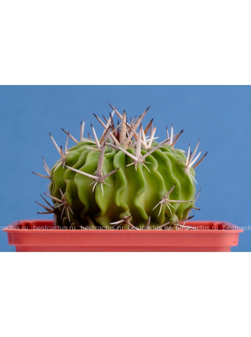 Стенокактус (Эхинофосулокактус) колючелистковый (Stenocactus phyllacanthus, Стенокактус филокантус)